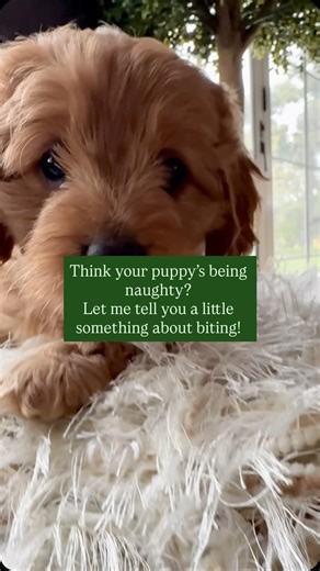 Melbourne Cavoodles on Instagram: "Having trouble with puppy biting? You’re so not alone. It’s one of the most common challenges new owners face but here’s the good news: biting isn’t aggression. It’s communication. Your puppy’s using their mouth to explore, play, and self-soothe (especially during teething just like a baby really!). The key is to guide, not punish. We have a few recommendations for you… 1. Offer plenty of chew-approved toys and rotate them to keep things “new.” 2. Use frozen ca