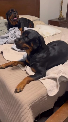 Love them more and more everyday. I dont want love.... I need loyalty and protection! Lol, they are precious and innocent. | Michael Moore