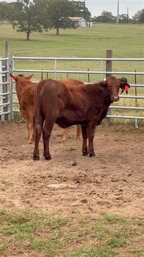 2 red brangus heifers 650-700 wight located in Rosanky Texas call or text for info 8308574834 | Walker Ranch and Cattle Company
