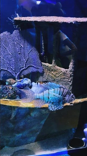 Lionfish in Action: Beauty and Danger Combined! 🦁🌊