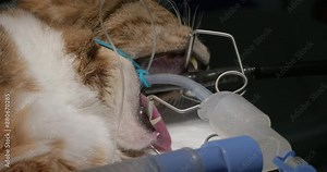 Close-up of a cat under anesthesia undergoing a gastroscopic examination in a veterinary clinic. The veterinarian inserts a gastroscope probe into the cat's mouth under anesthesia.