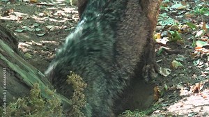 Wolves digging near a tree root in their mating ritual