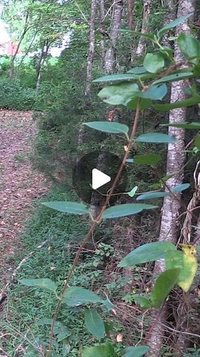 John Hickok on Instagram: "Possibly the most legendary Hickok45 video we ever made."