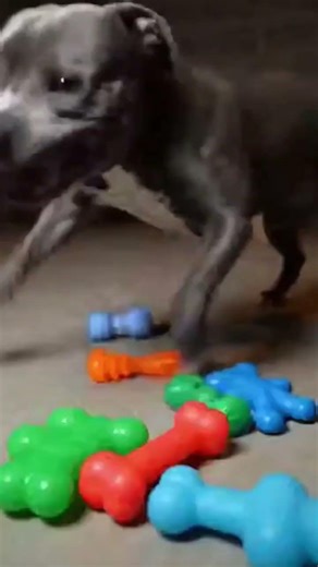 Scratch & Snout face off in a basement MMA fight! 🐾💥 #MMA #EpicPets #CatVsDog #FunnyAnimals