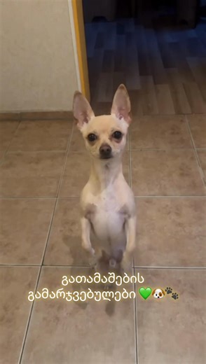 გათამაშების გამარჯვებულები 1. @xorbala 2. @M.A 3. @Lady DIANA'S fan #dogography #დოგოგრაფია #გათამაშება