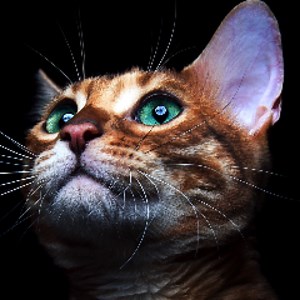 loonytvofficial - Twitch