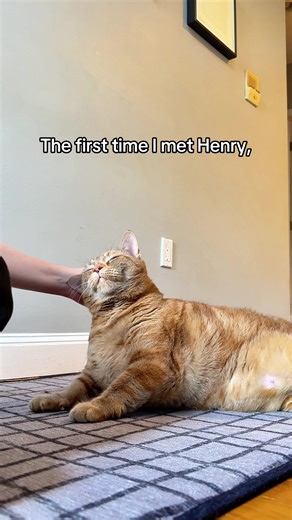 Heartwarming Story of Meeting Henry the Orange Cat