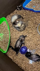 Baby ferrets are here! We have 9 available !!! These guys go FAST 💨 so come by and check them out!!!! This is why you can’t just have one ferret !!! They need to MOSH !!!! | NJ Exotic Pets