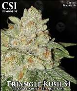 Triangle Kush (CSI Humboldt) :: Cannabis Strain Info :: SeedFinder.eu