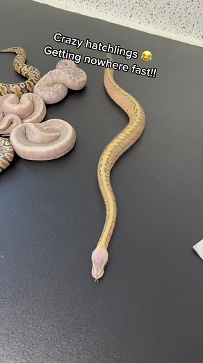 No words 😂😂😂 #workit #shakeitbaby #fyp #foryou #crazyanimals #ballpythonbreeder #ballpythonsoftiktok #snakesoftiktok #babyballpython #babysnakes #reptileroom