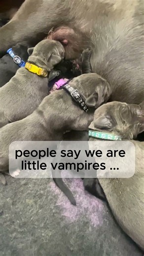 Tiny milk vampires ~~ cane corso puppies