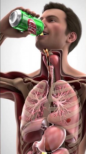 How Cola Travels Inside Your Body | 3D Medical Animation | NSAFK 3D
