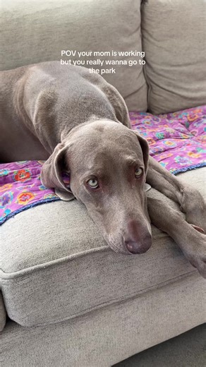her cheeks are blowing up like a bullfrog #weim #weimaranersoftiktok #girldog #weimaraner #funnydog