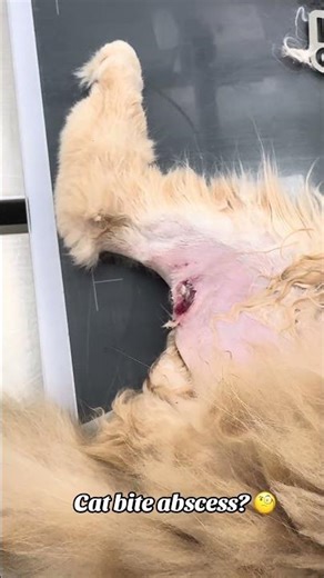 Cat bite abscess? 🧐 #vetnurse #vettech #vettechlife #veterinary #veterinarians #catshorts #cats