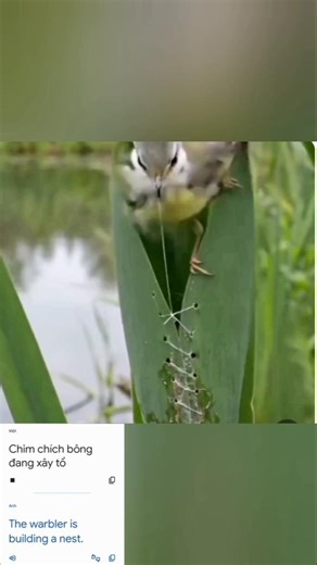 Chim chích bông đang xây tổ: The warbler is building a nest.