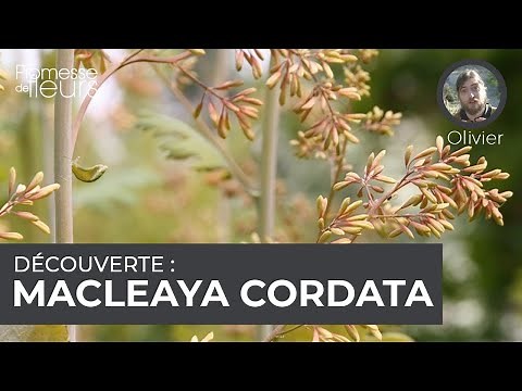 Découverte : Macleaya cordata