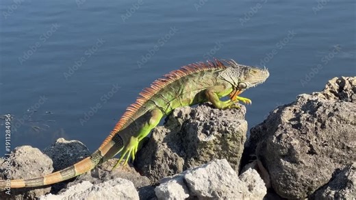 Video of a green and orange large iguana walking along rocks by a body of water. The iguana repeatedly sticks his tongue while looking for food.