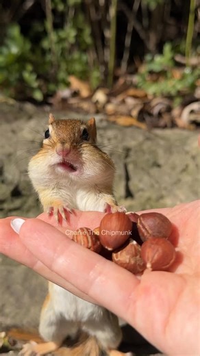 Charlie The Chipmunk | It begins #charliethechipmunk #newchapter #viralvideo #funny #wild | Instagram