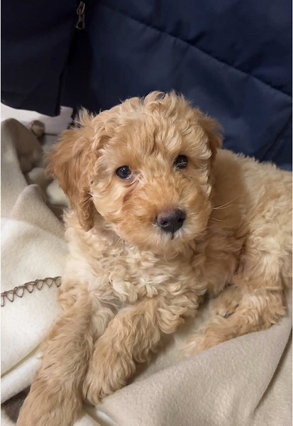 💋💋 #puppylove #labradoodle #puppy #minilabradoodle #doodle #miniaustralianlabradoodle #minidoodles