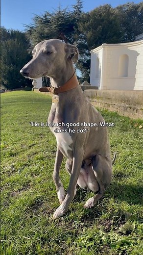 How do Whippets stay in shape?