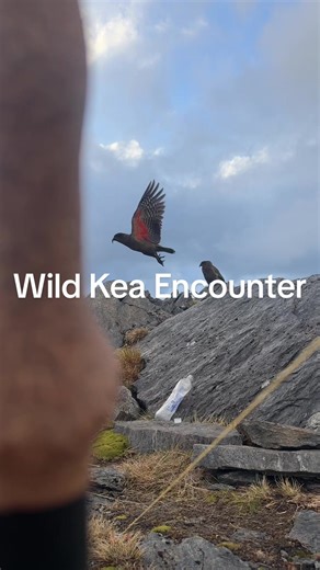 Kea Parrots: Unique Alpine Birds of New Zealand