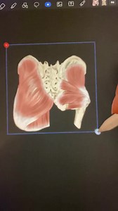 Human Anatomy Digital Stickers | Goodnotes, Medical Student (PNG) - Etsy Canada