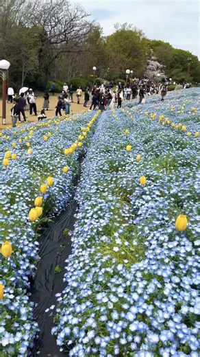 【OSAKA】Must-See Beautiful Flower Spot - Tsurumi Ryokuchi Park