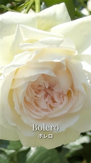Fragrant White Rose – Bolero 🌹 | ボレロ