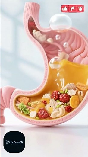Watch Food Enter the Stomach in Stunning 3D Animation