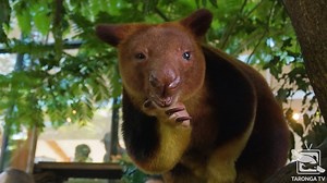 2.9K views · 392 reactions | Today is World Tree Kangaroo Day! A...