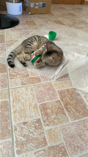 Kitten playing ball #cat #catbehavior #cuteanimal