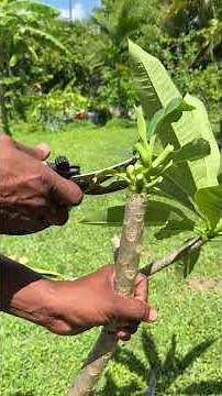 The Secret to Growing More Plumeria From Cuttings