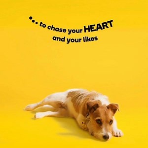 24K views | Dogs Trust on Reels | Facebook