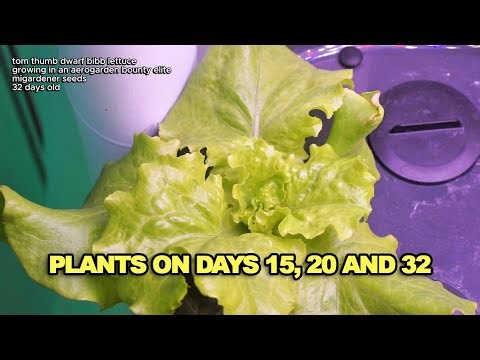 up close shots of my hydroponic veggies at days 16, 20 and 32 🌱