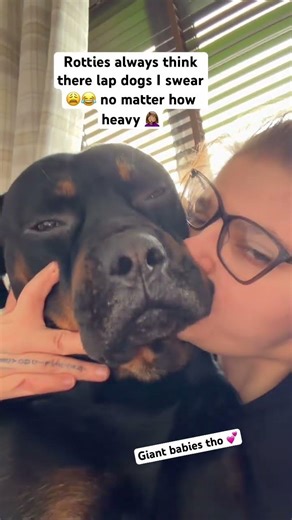 Constantly squashed 😂🤦🏽‍♀️ #fypシ #tiktok #dog #tiktok #funny #shortvideo