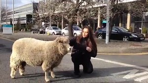 2.9K views · 49 reactions | Have you heard about Ernie the Sheep - saved from the Easter dinner table by his owner's daughter Orlaith? Well here he is arriving at our Dublin studios this afternoon. Watch out for Orlaith on the show today | RTÉ Today | Facebook