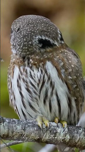 Northern Pygmy Owl
