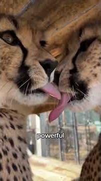 Cheetahs: The Fastest Animals on Earth 🐆⚡