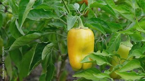 Paprika on a bush. Ripe sweet pepper. Sweet pepper on a bush. Growing sweet pepper.