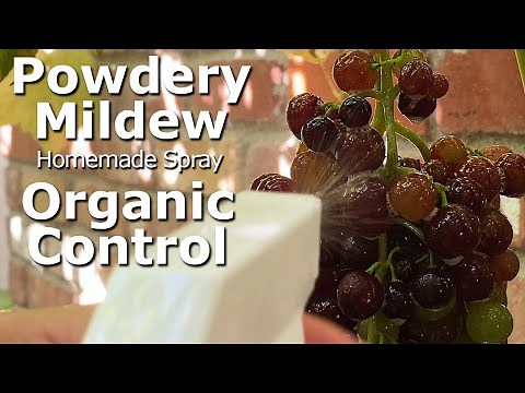[4K] Organic! Treat and Control Powdery Mildew on Grapes using Homemade Spray, Before/After Effect
