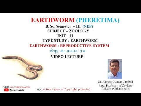 Earthworm (Pheretima) Reproductive System | Video Lecture | Zoology | Dr. R K Tamboli