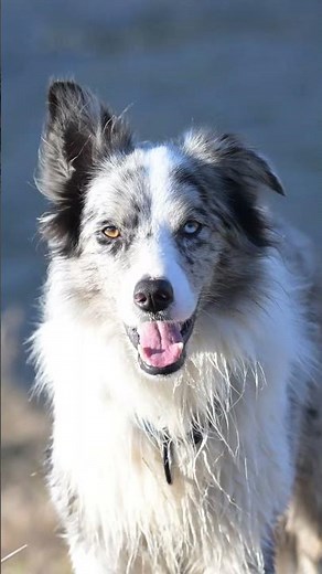 Why This Dog Has Two Different Colored Eyes 👀🐾 #shorts #bordercollie
