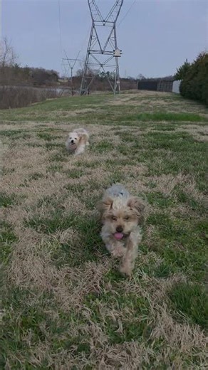 Smart dogs always run back when you recall