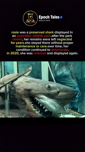 The Story Behind Rosie the Shark #history #facts