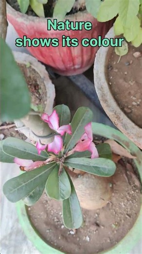 adenium l desert rose l bonsai l winter season care