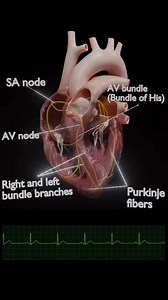 265K views · 2.3K reactions | Condution system of the heart #hearttouching #education | Doctor X | Facebook