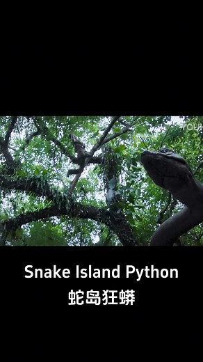 313K views · 3.8K reactions | A drop of blood dripped onto the giant python's head! #蛇岛狂蟒 #SnakeIslandPython #优酷电影 #youkumovie | Youku Movie | Facebook
