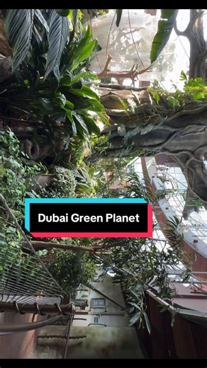 Someone will always be prettier. Someone will always be smarter. Someone will always be younger. 𝐁𝐮𝐭 𝐭𝐡𝐞𝐲 𝐰𝐢𝐥𝐥 𝐧𝐞𝐯𝐞𝐫 𝐛𝐞 𝐲𝐨𝐮. #greenplanetdubai 🐦 🦢 🦅 🌎 #Dubai #Travel #