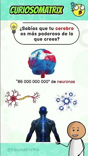 Las neuronas
