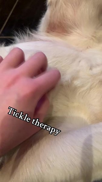 Tickle Therapy for Dogs: A Fun Way to Bond